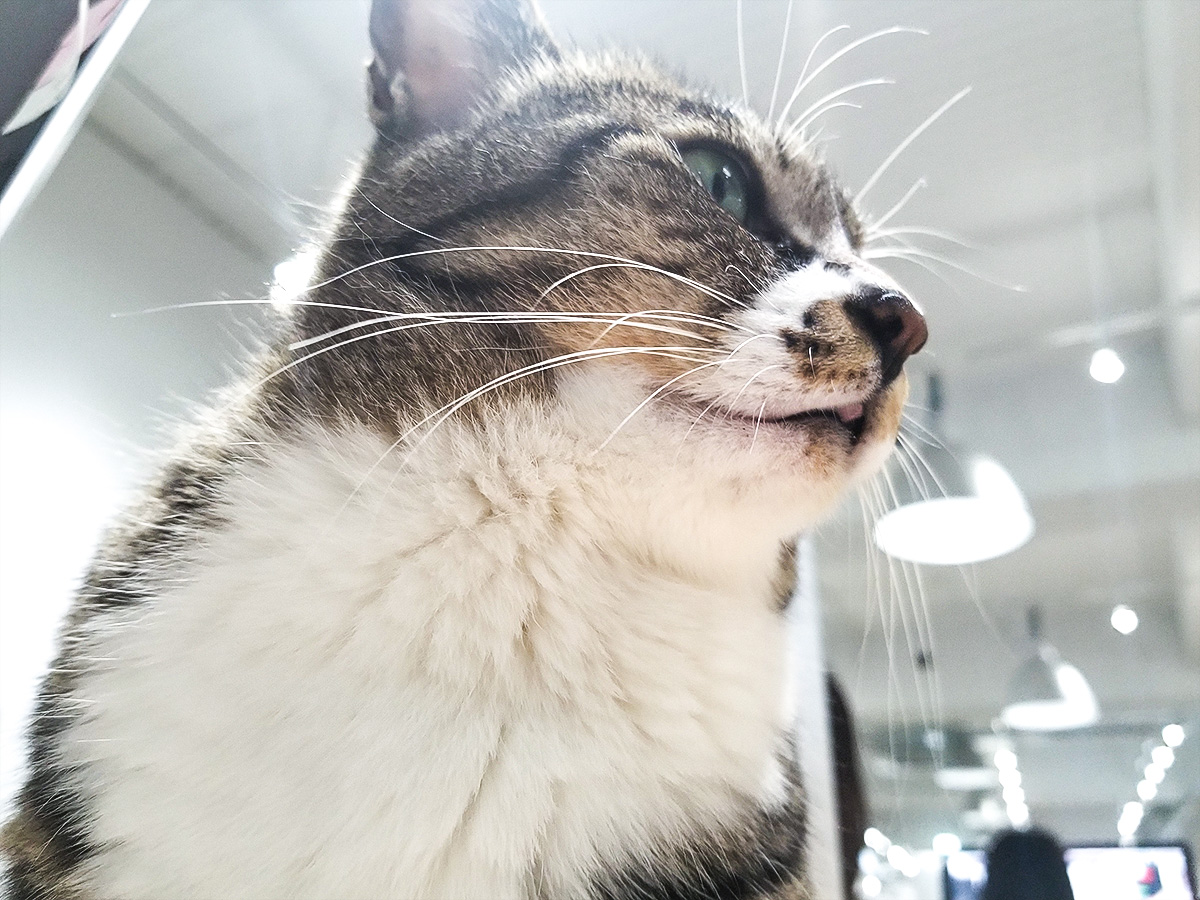 舌ちょろり猫