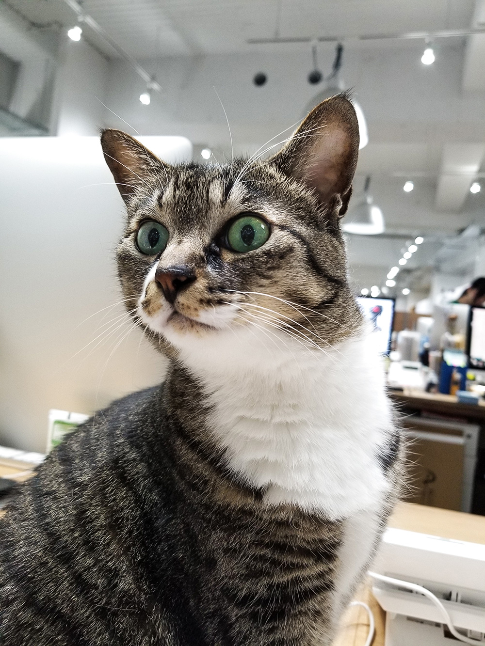 美猫よりとも