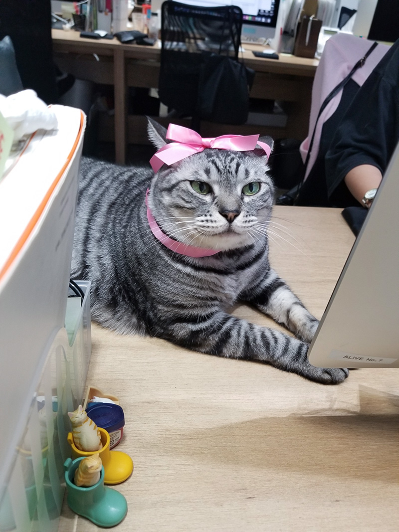 ピンクのリボンが似合うのびた(♂)