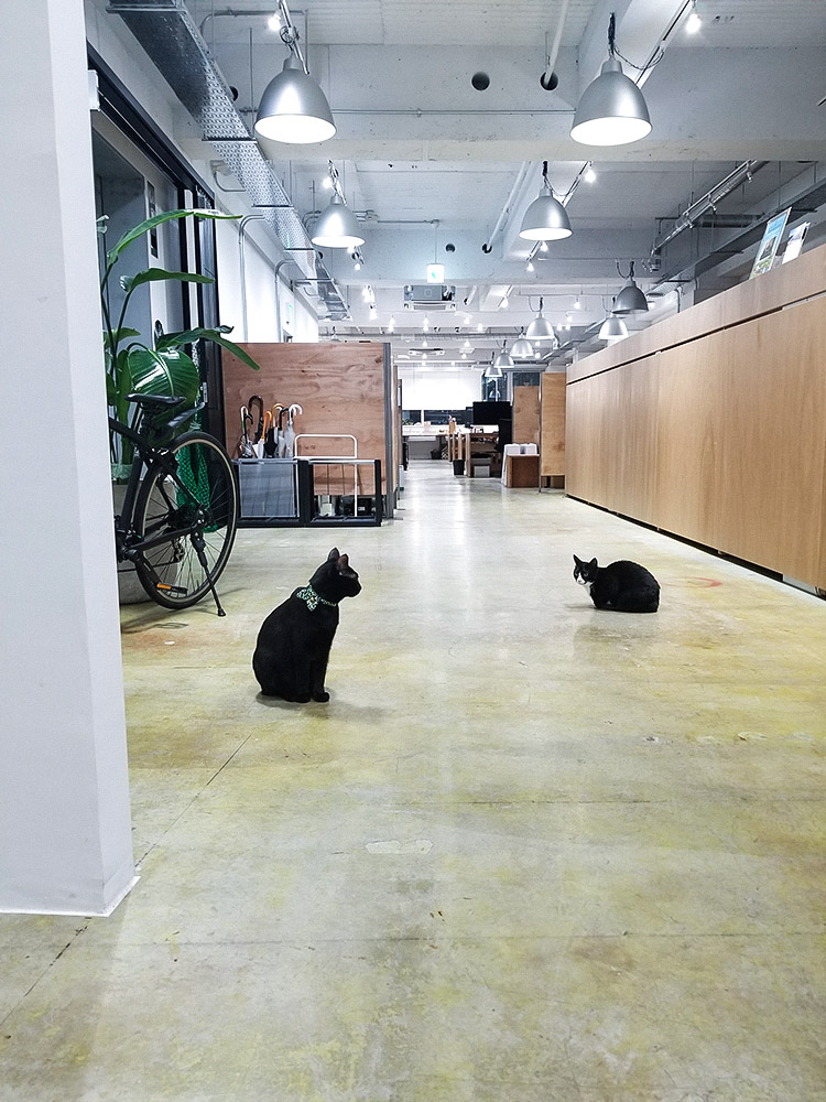 おしゃれなオフィスと猫と