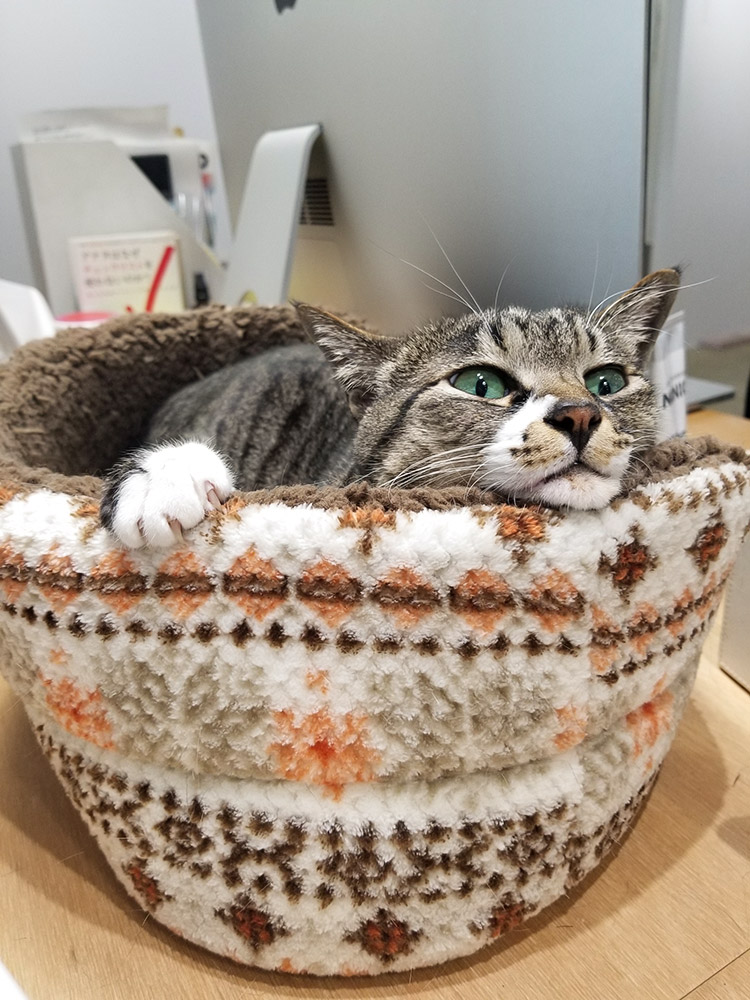 あごを乗せるのが好き