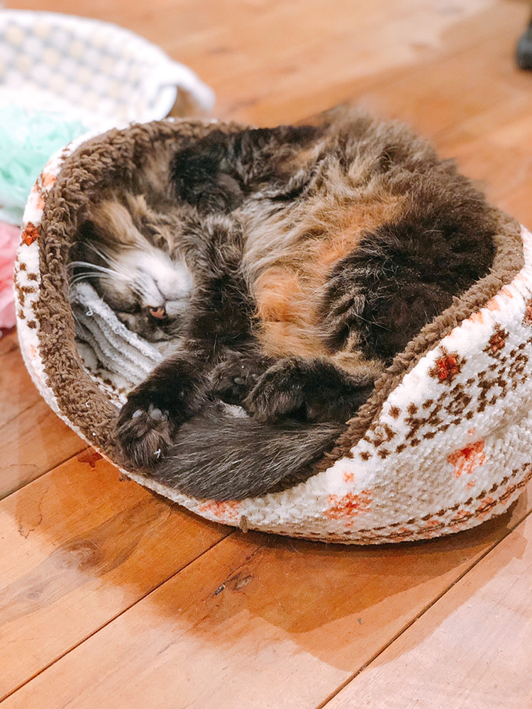 ふわふわのかたまり