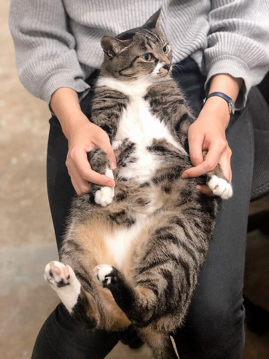 わがままボディ