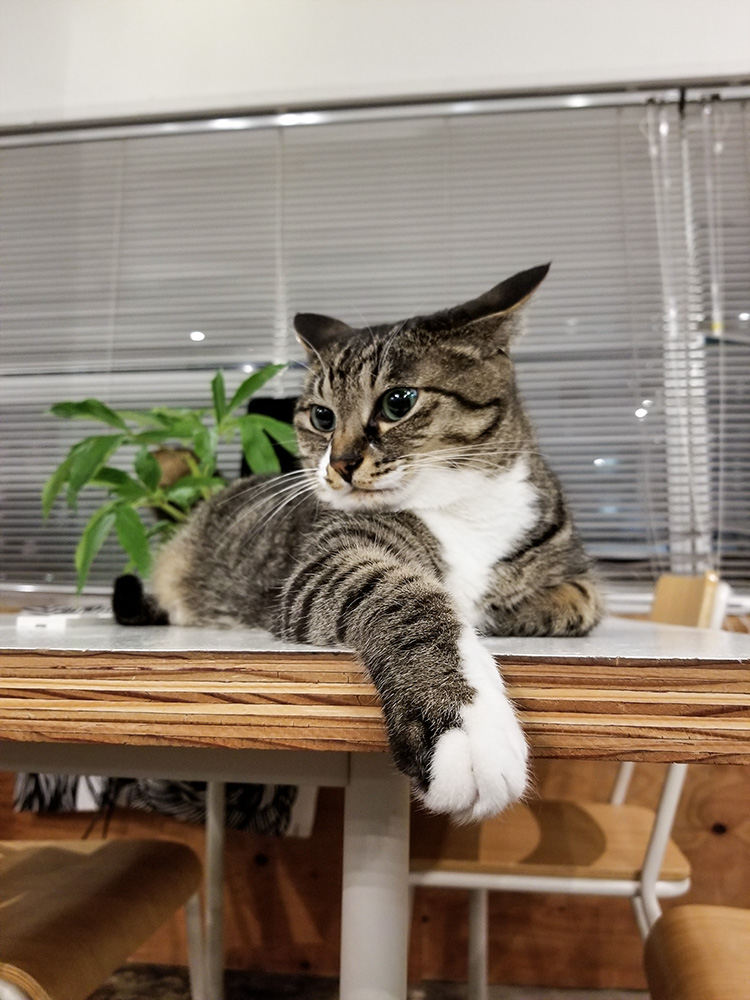 片手がいつも伸びるよりとも