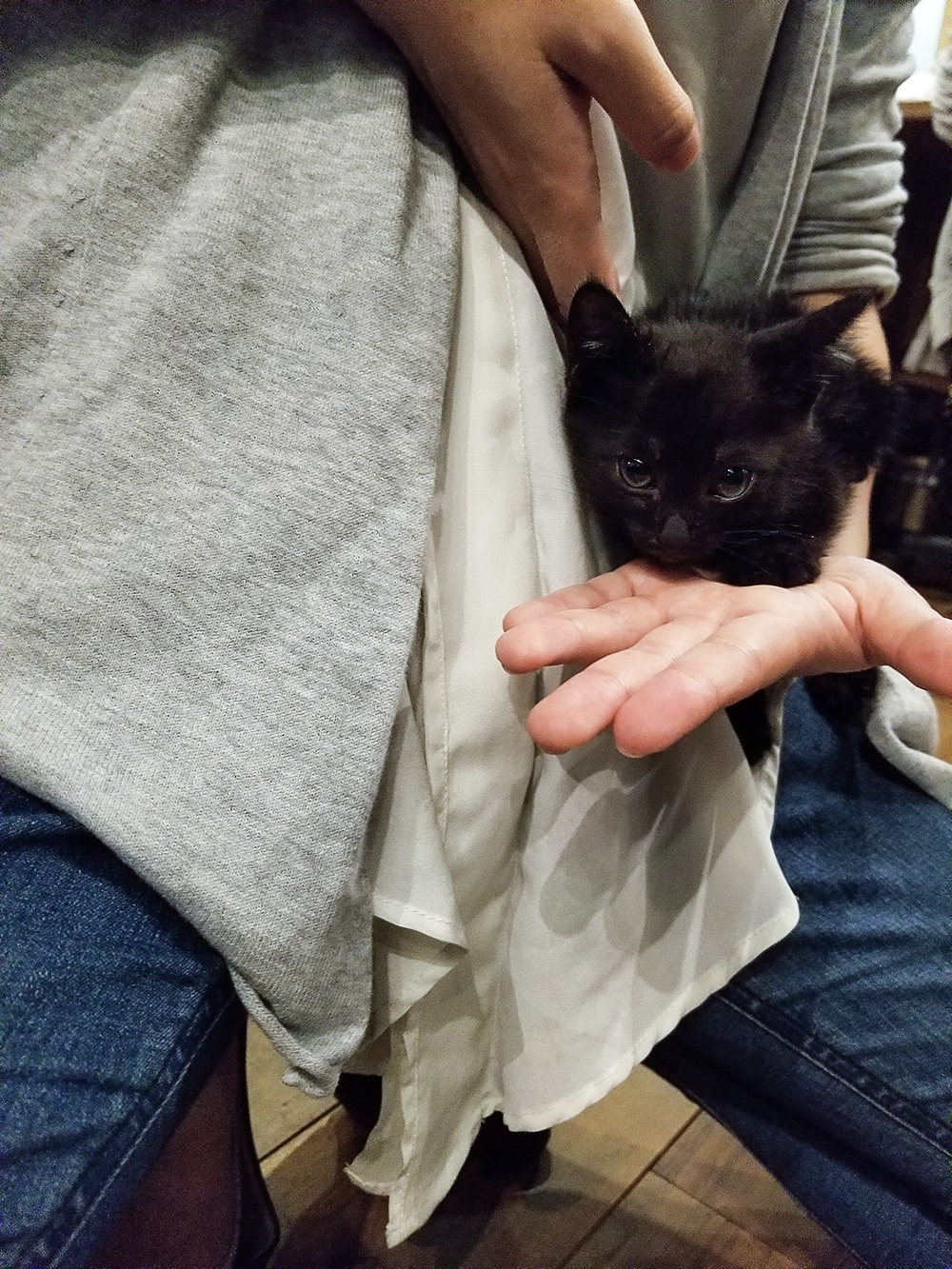 手のひらサイズのごまちゃん