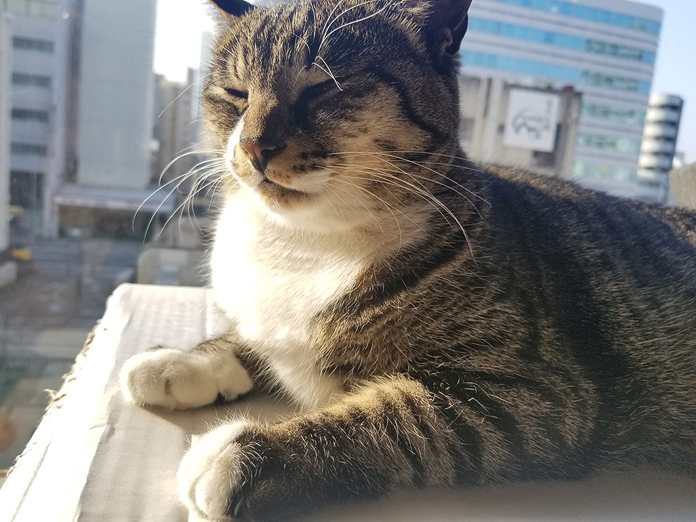 ( ˘ω˘ )