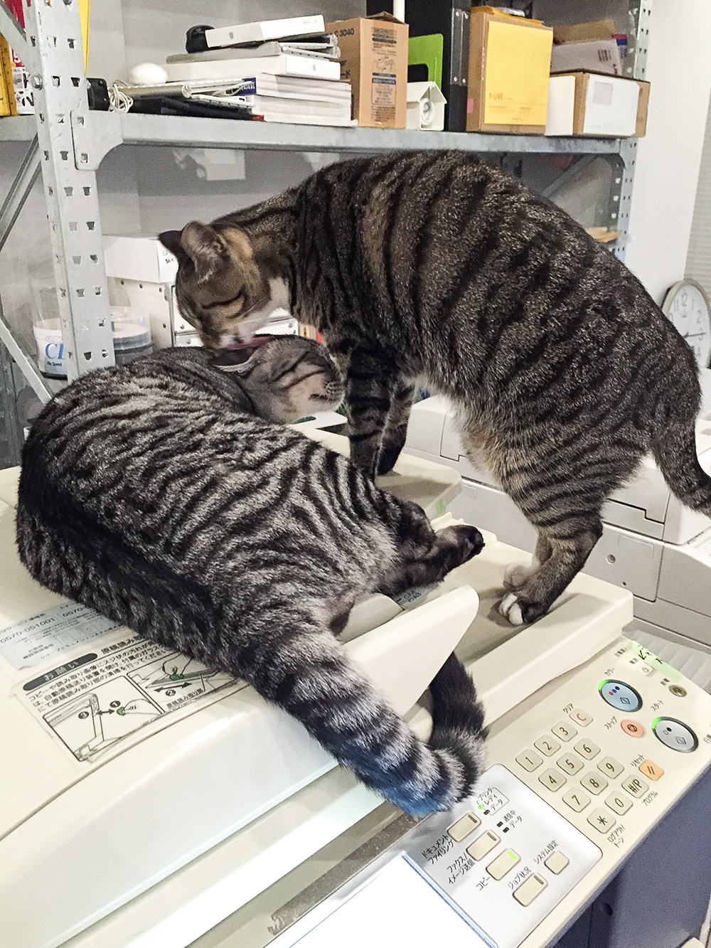ペロペロ