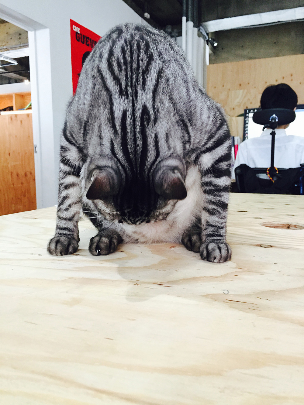 猫の形をしていない