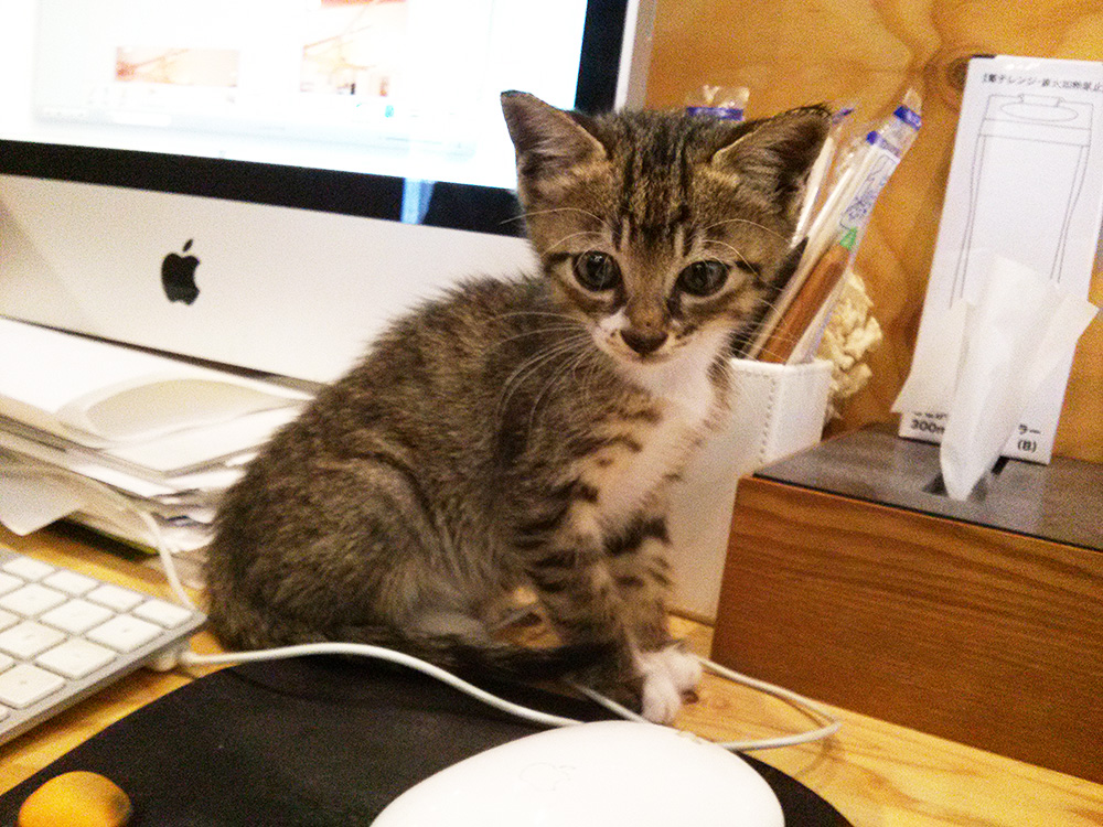 子猫のよりとも
