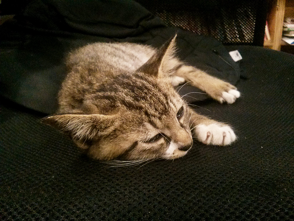 子猫のよりとも