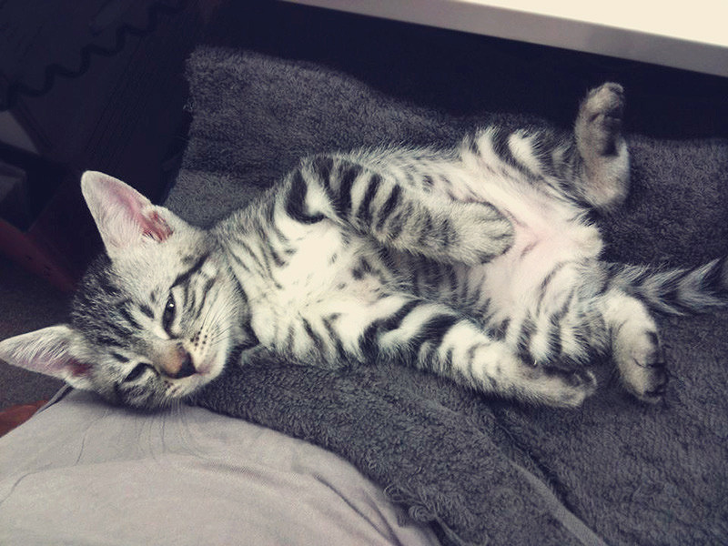 子猫ののび太