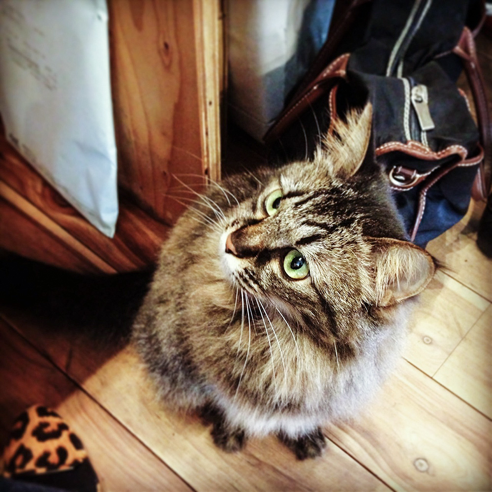 かわいい