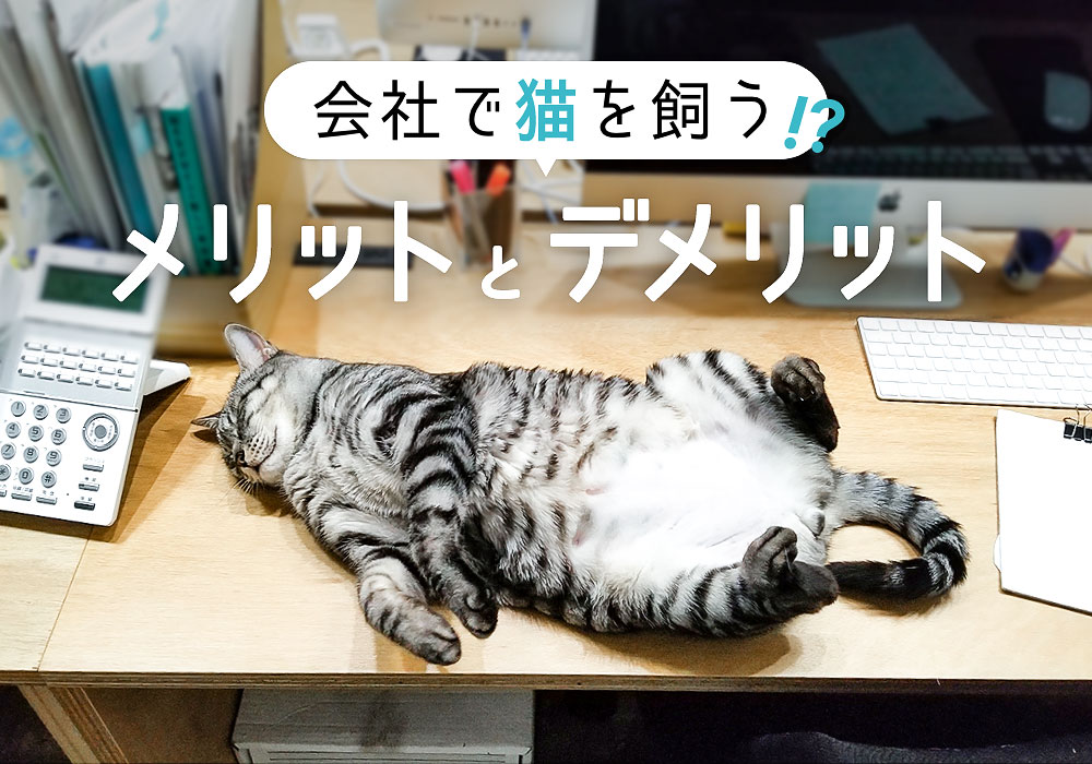 会社で猫を飼うメリットとデメリット  マーケティングブログ｜名古屋 